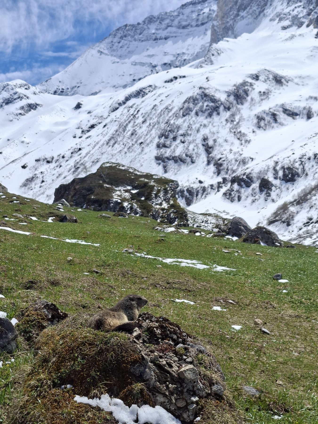 Faune Vanoise Marmotte sur le chemin de la Glière - Champagny en vanoise