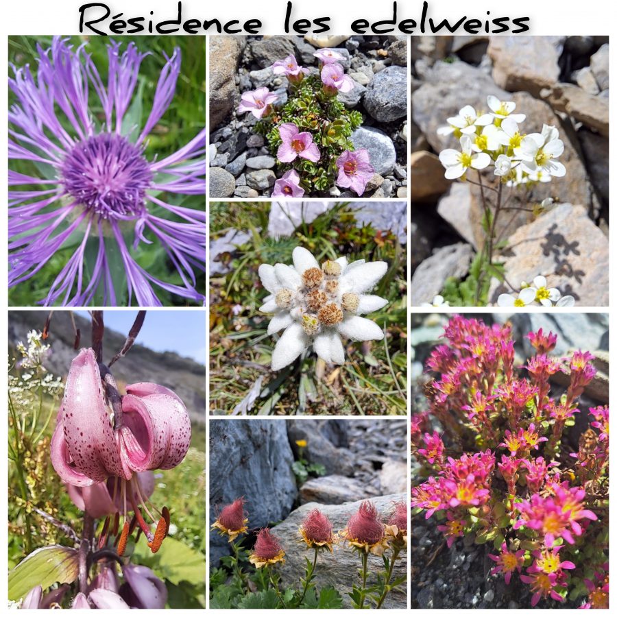 Flore de montagne, vacances à Champagny en Vanoise. Parc de la Vanoise